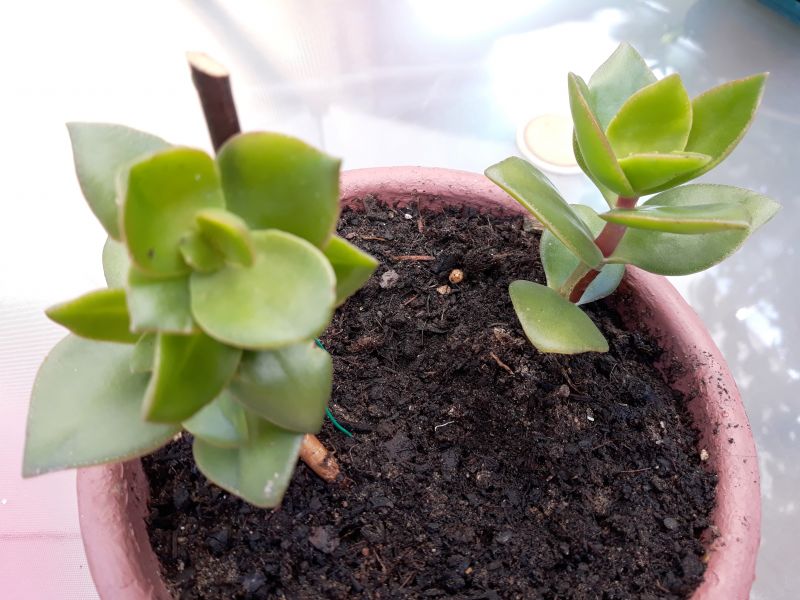 A photo of Crassula lactea