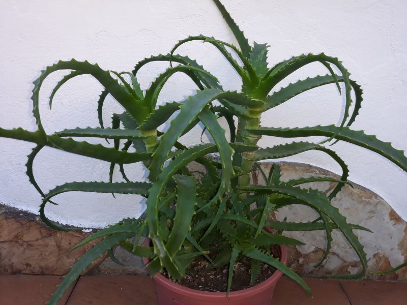 Una foto de Aloe arborescens