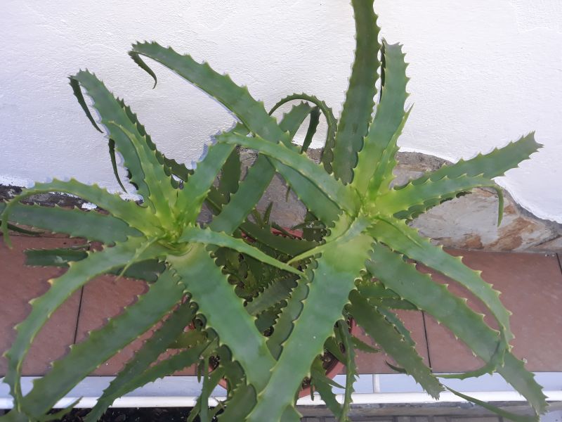 Una foto de Aloe arborescens