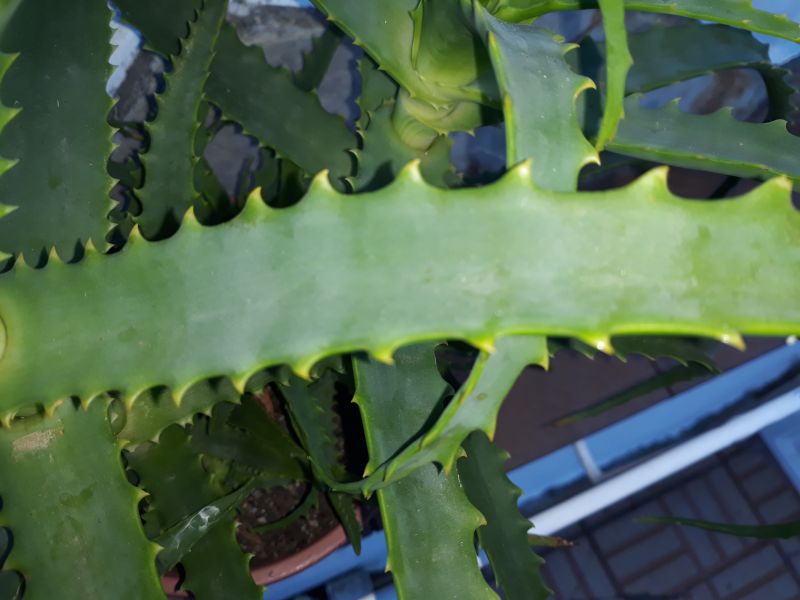Una foto de Aloe arborescens