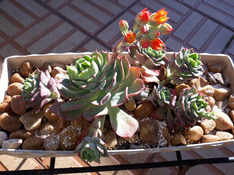 Foto de un cactus que se está identificando actualmente