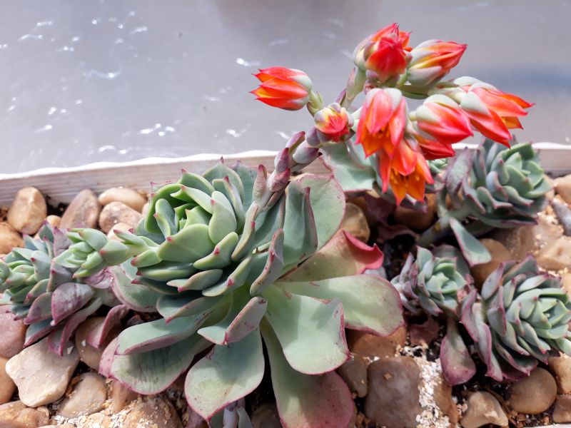 Foto de un cactus que se está identificando actualmente