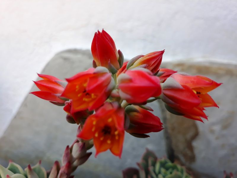 Foto de un cactus que se está identificando actualmente