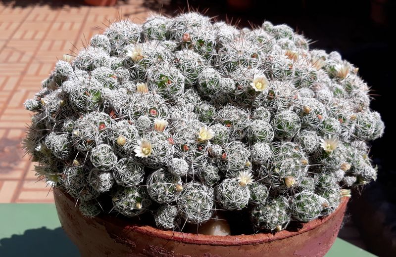 A photo of Mammillaria gracilis