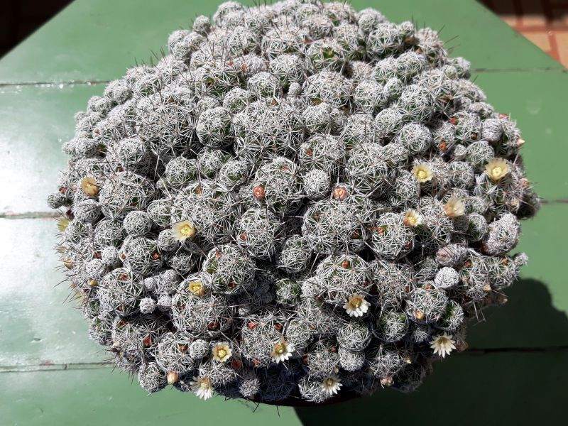 A photo of Mammillaria gracilis