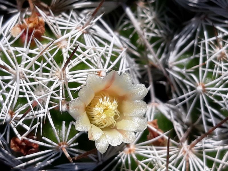 A photo of Mammillaria gracilis