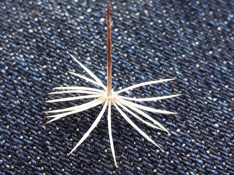 A photo of Mammillaria gracilis