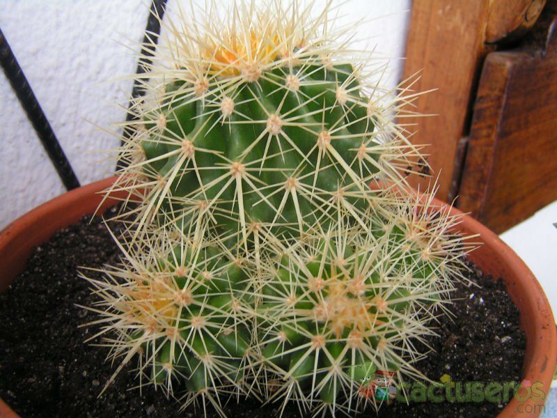 Una foto de Echinocactus grusonii