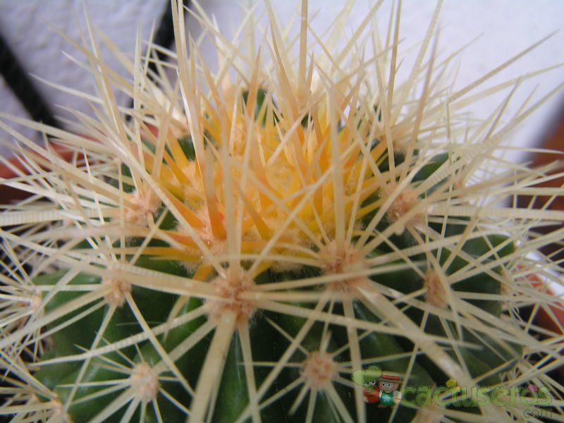 Una foto de Echinocactus grusonii