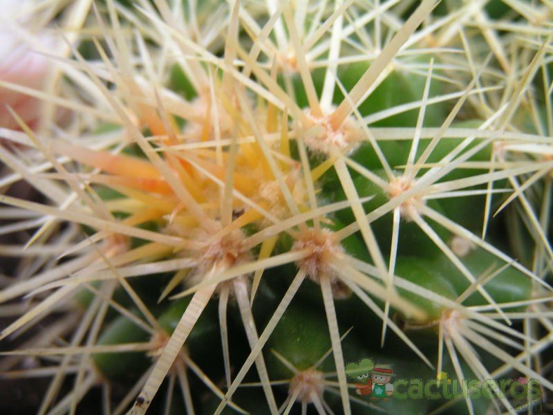 Una foto de Echinocactus grusonii