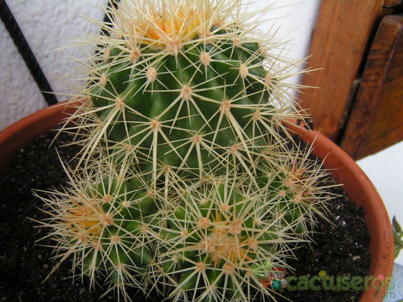 Una foto de Echinocactus grusonii