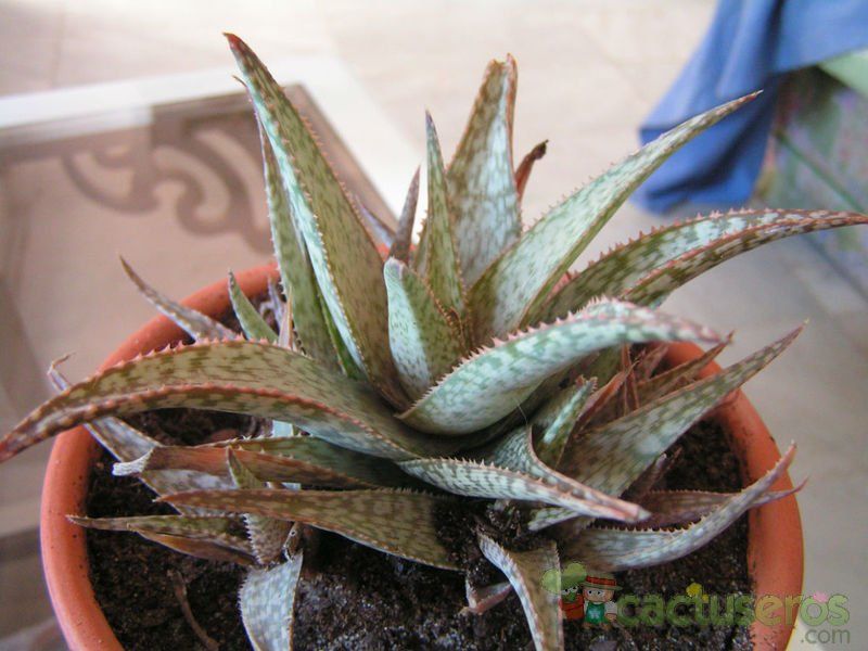 A photo of Aloe cv. Snowflake