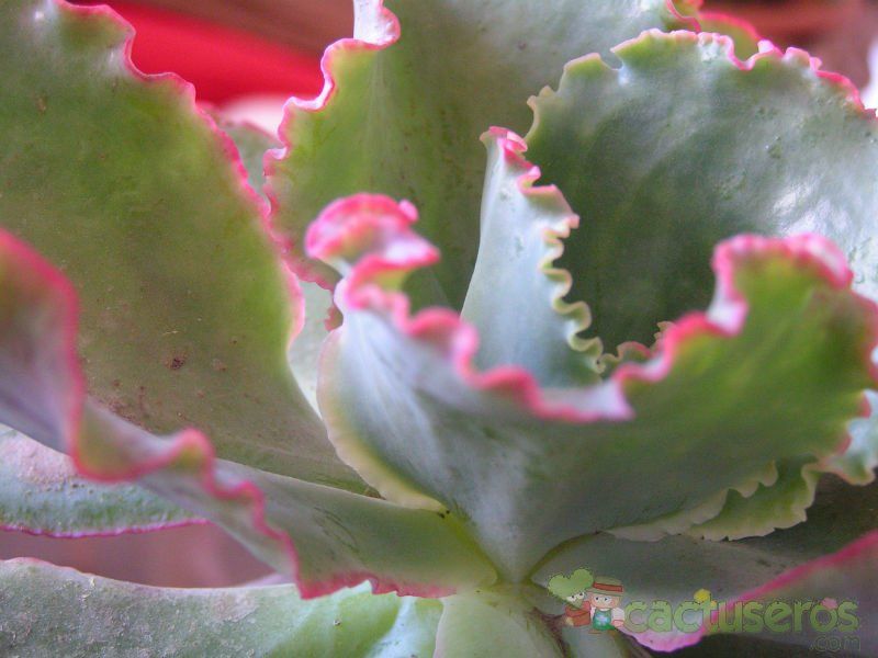 Una foto de Echeveria cv. red ruffles