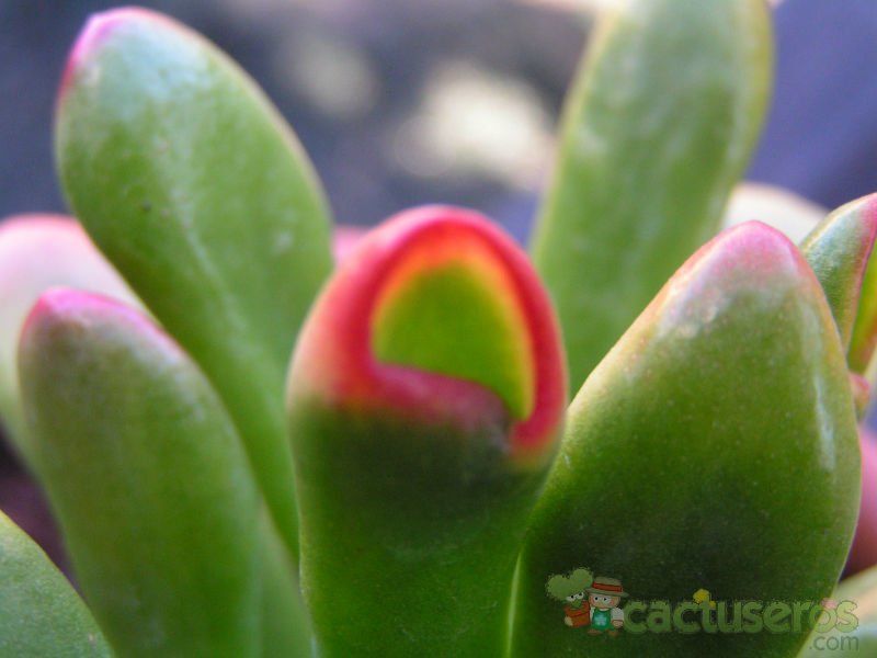 A photo of Crassula ovata cv. hobbit