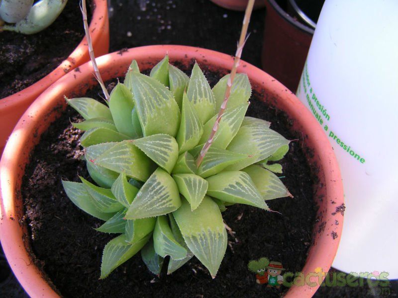 A photo of Haworthia mutica