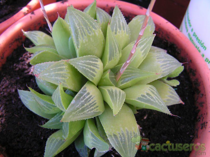 A photo of Haworthia mutica