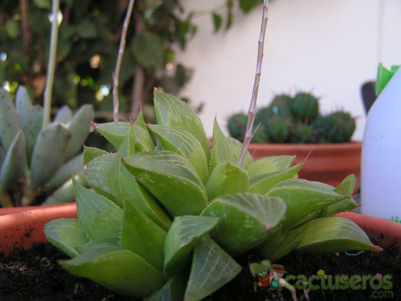 A photo of Haworthia mutica