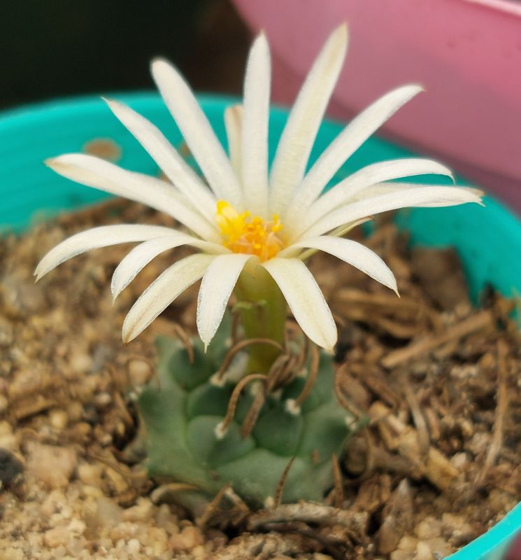 Photo of a cactus currently being identified