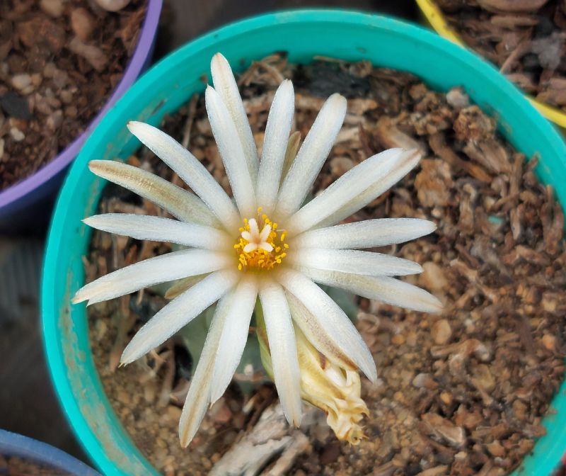 Photo of a cactus currently being identified
