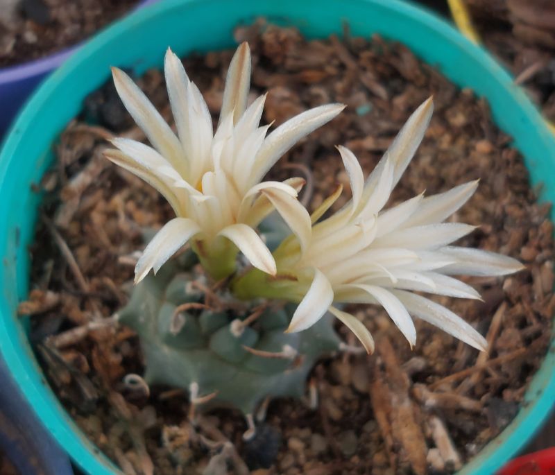 Photo of a cactus currently being identified
