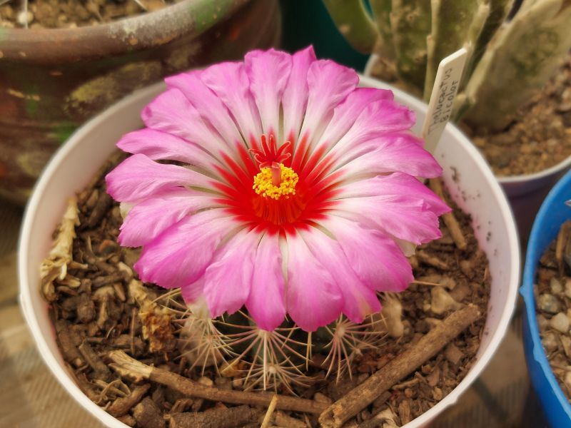 A photo of Thelocactus bicolor ssp. bicolor