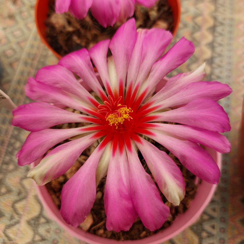 A photo of Thelocactus bicolor ssp. bicolor