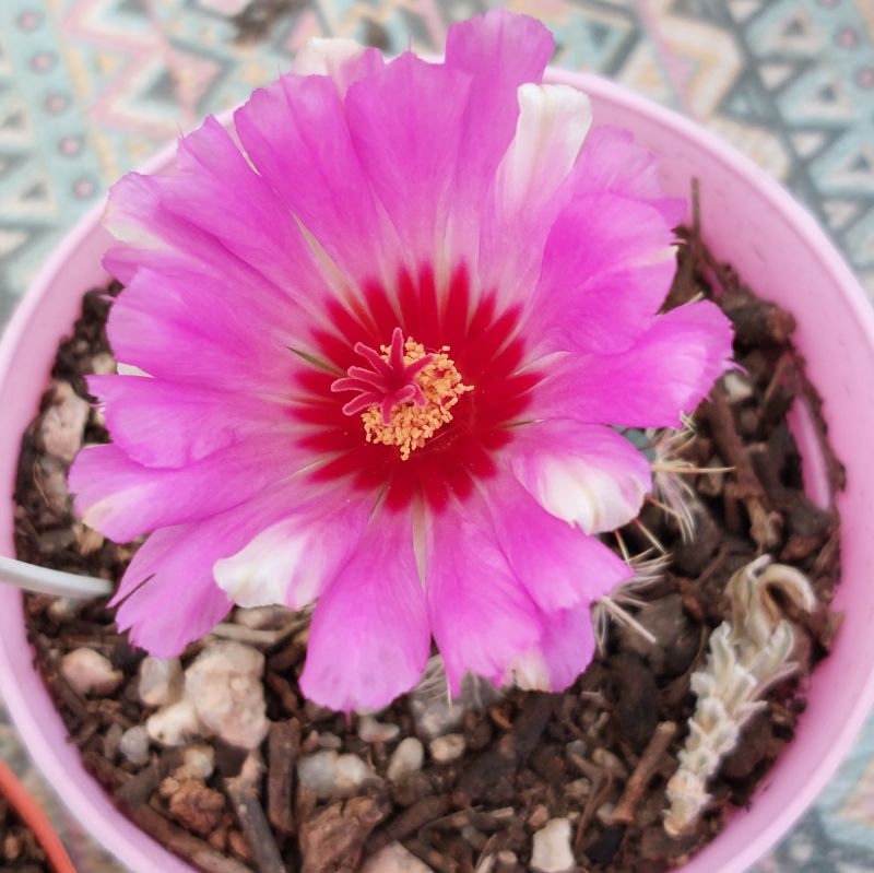 A photo of Thelocactus bicolor ssp. bicolor