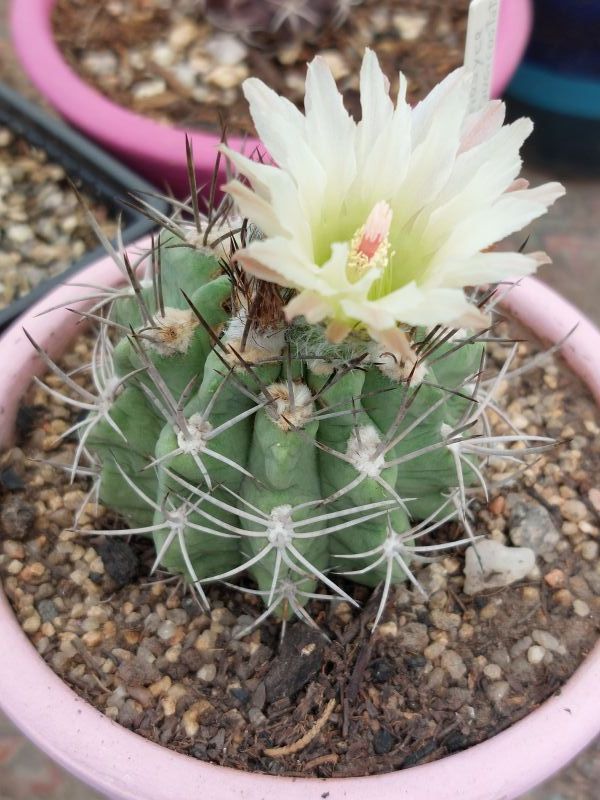 Foto de un cactus que se está identificando actualmente