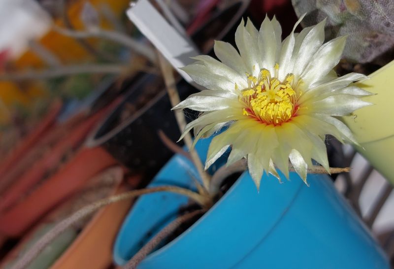 Foto de un cactus que se está identificando actualmente