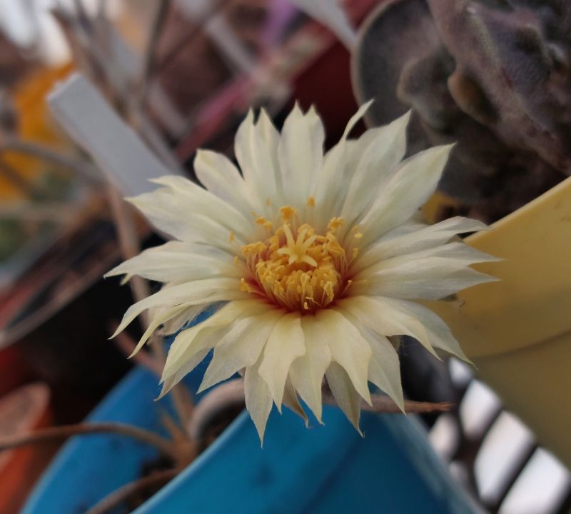 Foto de un cactus que se está identificando actualmente