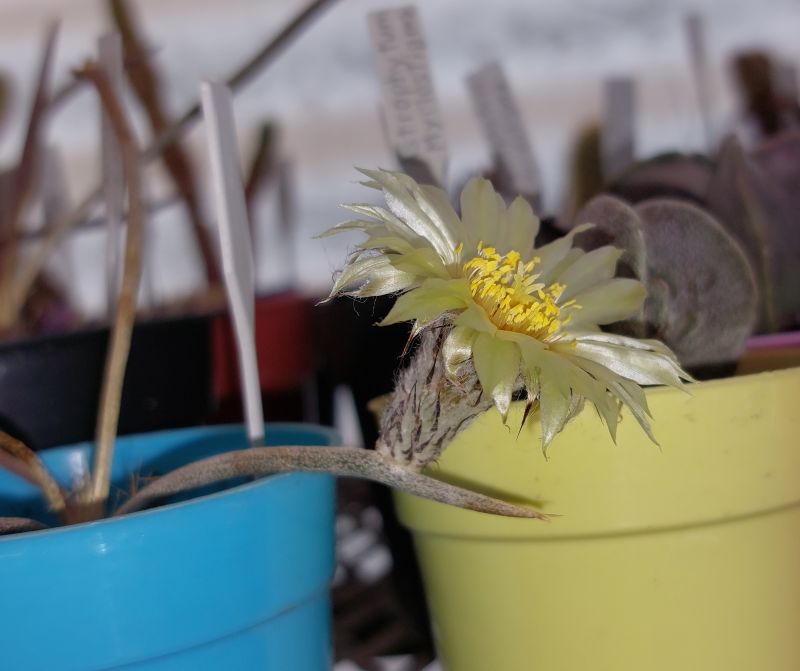 Foto de un cactus que se está identificando actualmente