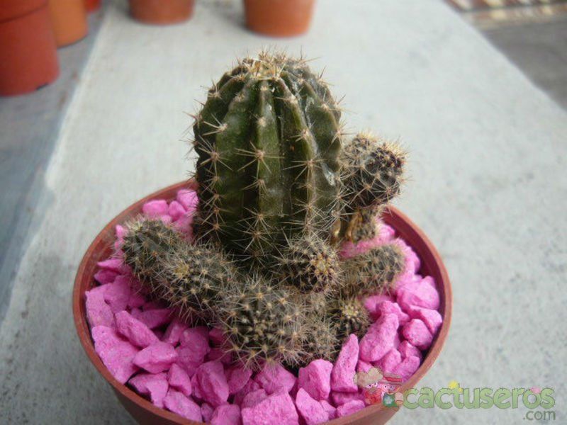 Una foto de Echinopsis boyuibensis