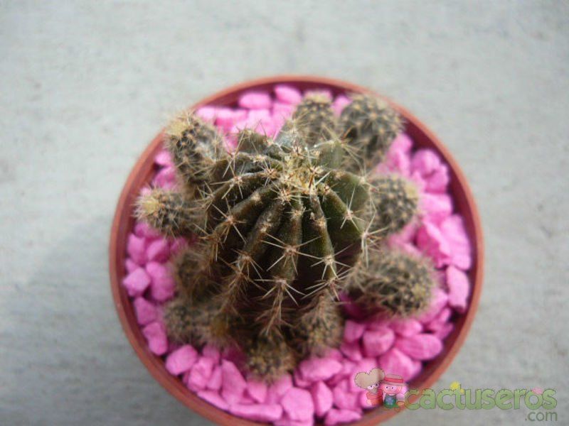 Una foto de Echinopsis boyuibensis