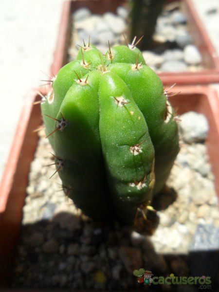 A photo of Echinopsis pachanoi