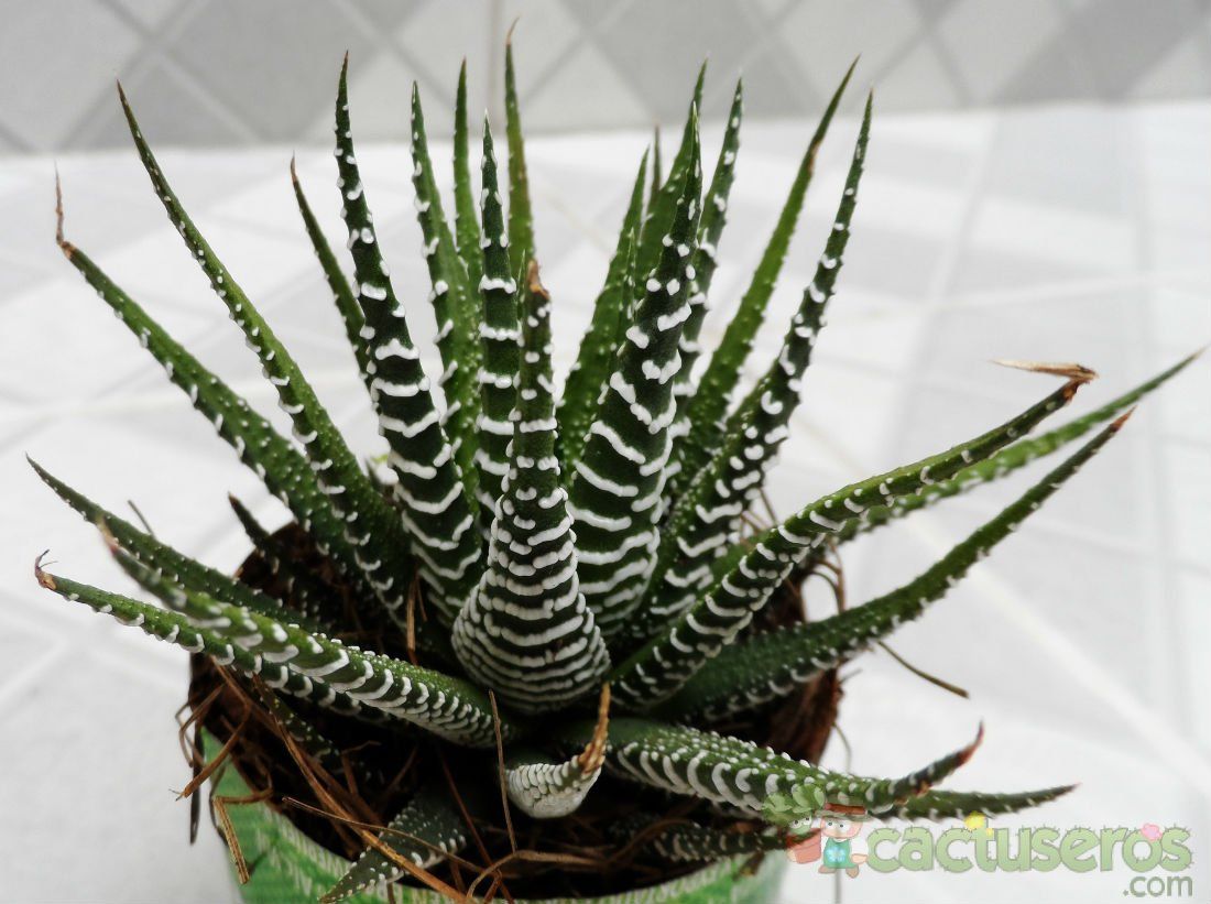A photo of Haworthia attenuata