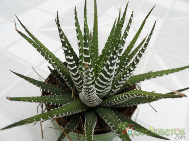 A photo of Haworthia attenuata