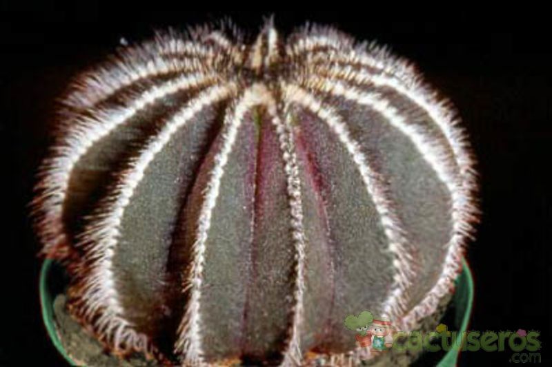 A photo of Uebelmannia pectinifera