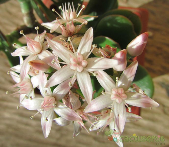 Una foto de Crassula ovata