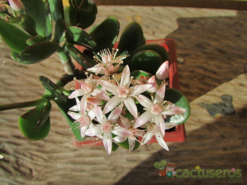Una foto de Crassula ovata