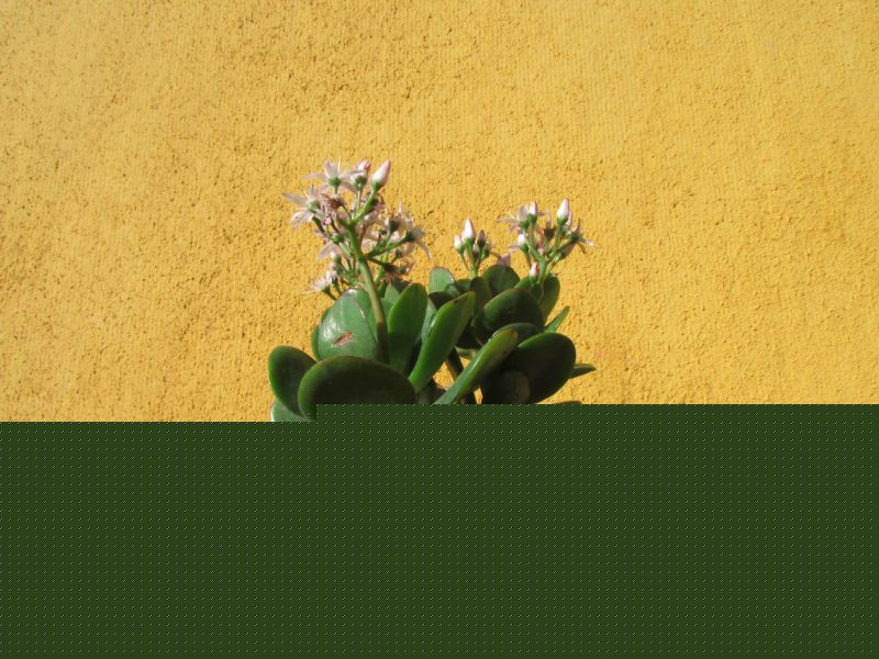 Una foto de Crassula ovata