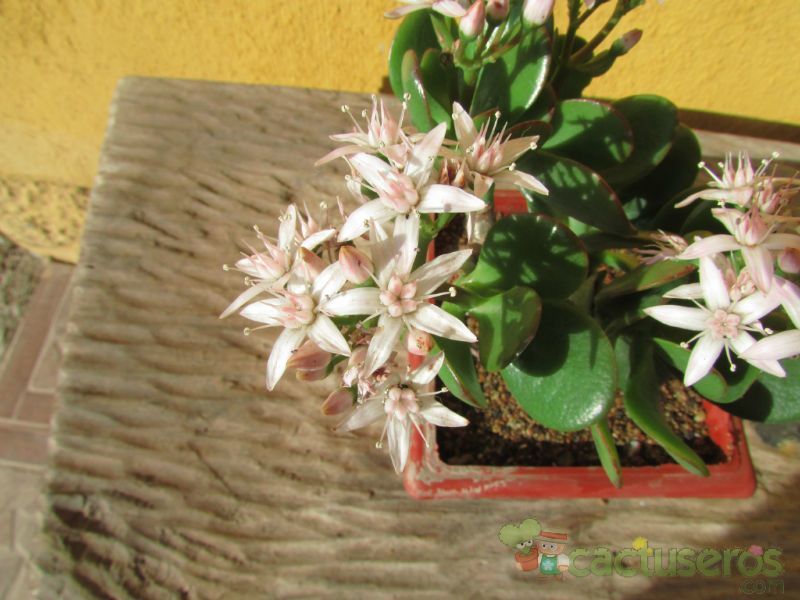Una foto de Crassula ovata