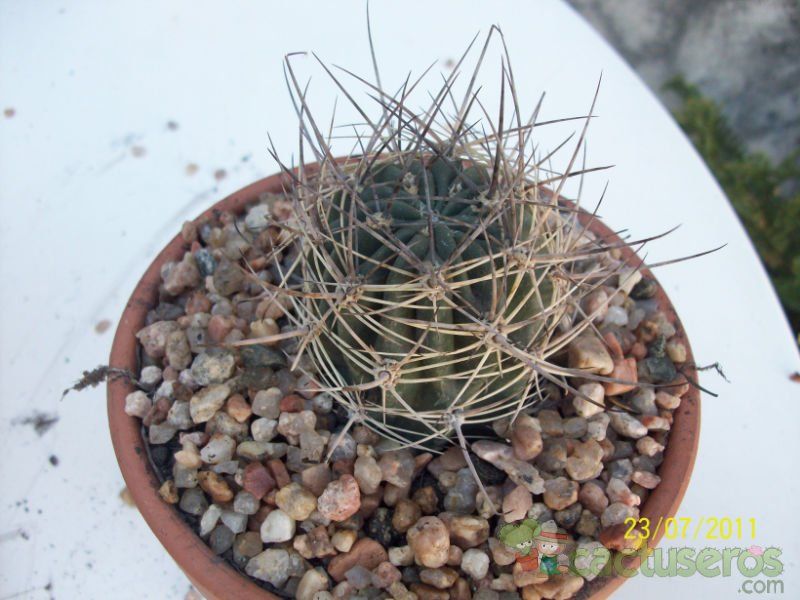 Una foto de Echinopsis lateritia