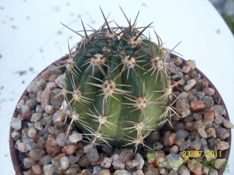 Una foto de Echinopsis crassicaulis