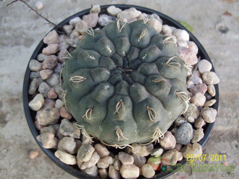 A photo of Gymnocalycium uebelmannianum