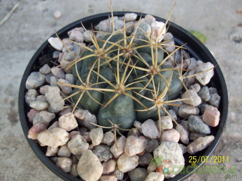 Una foto de Gymnocalycium neuhuberi