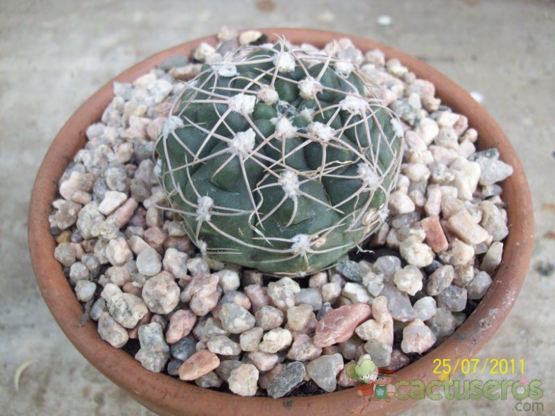 Una foto de Gymnocalycium capillense