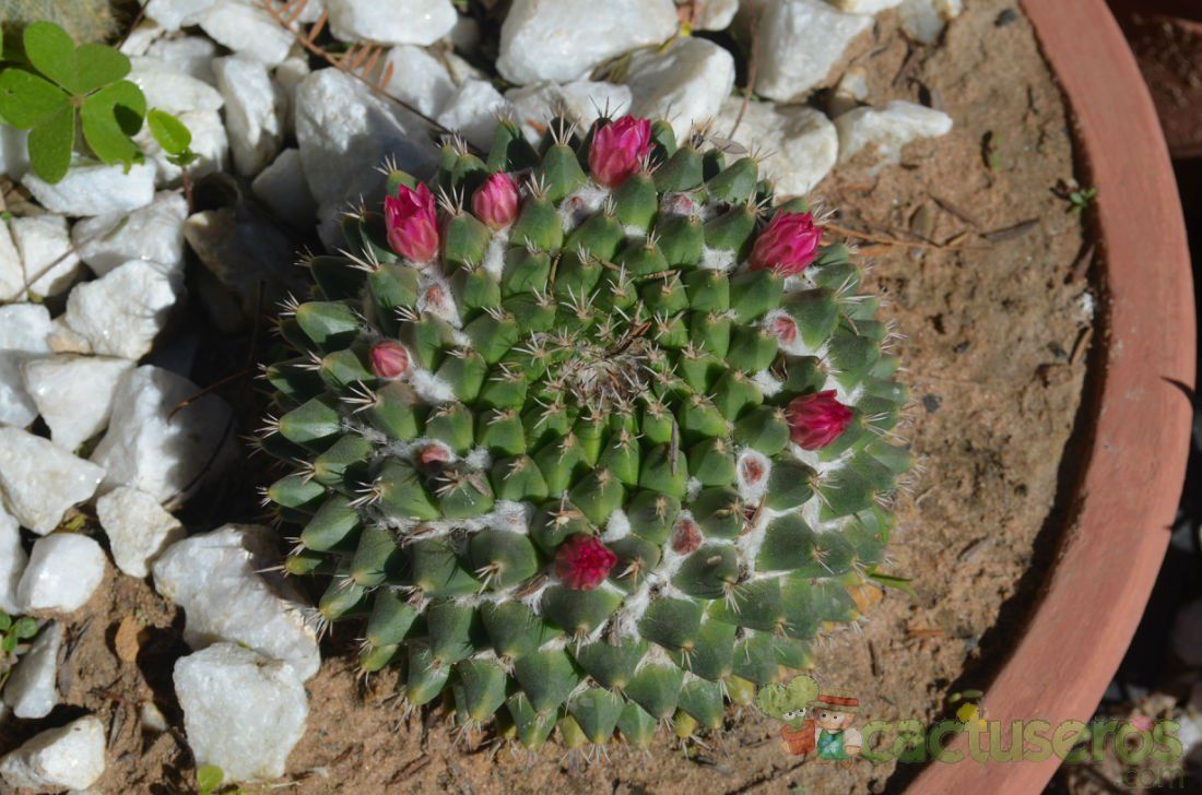 A photo of Mammillaria polyedra