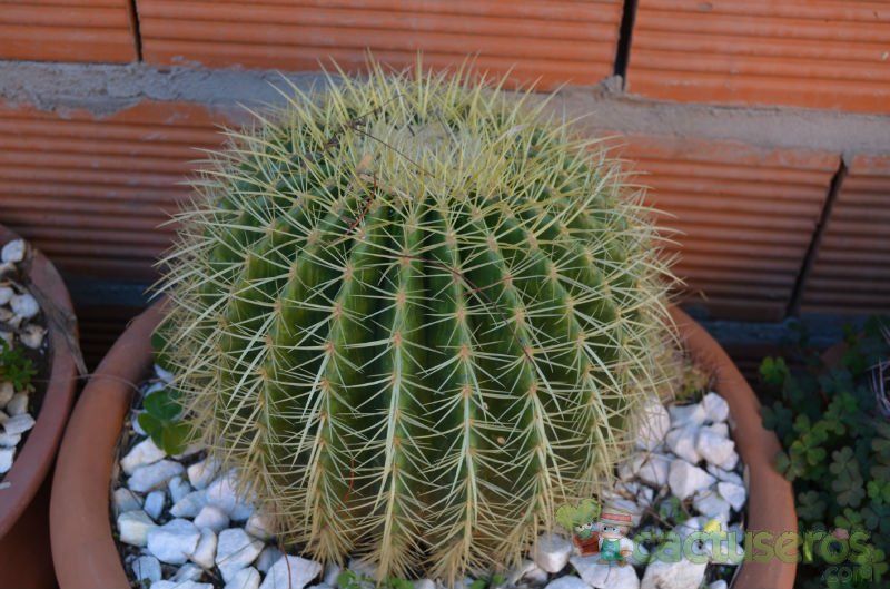 Una foto de Echinocactus grusonii