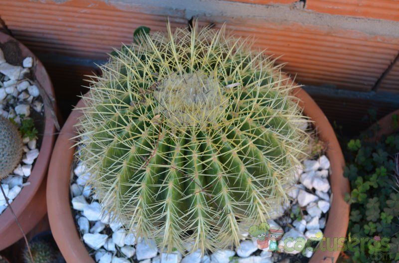 Una foto de Echinocactus grusonii