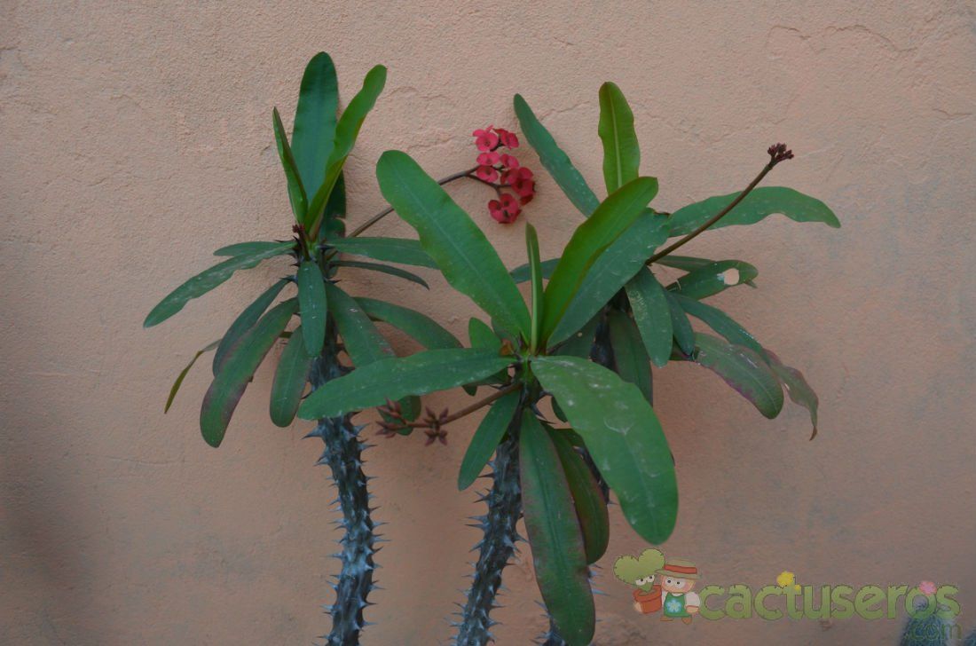 A photo of Euphorbia milii var. splendens